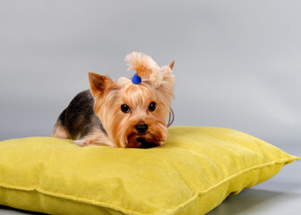 A timid Yorkshire Terrier dog is lying on a pillow