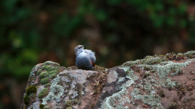 Wallcreeper