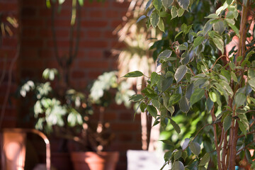 Trees against brick wall on terrace at home. Plants against brick wall in summer garden. Patio of house with plants on a summer sun day.