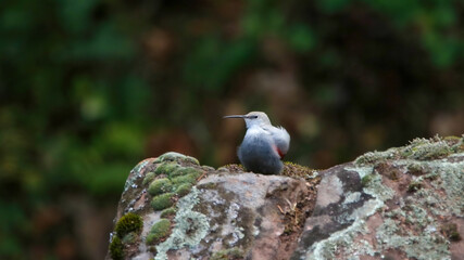 Wallcreeper