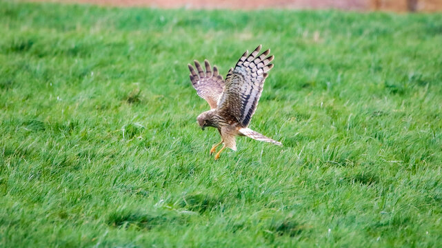 Hen Harrier Hunting