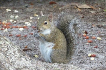 Naklejka na ściany i meble Beautiful gray american squirrel eating nuts in Florida nature