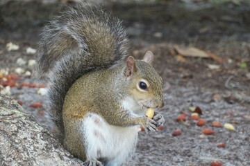 Gray american squirrel eating nut in Florida park, closeup 