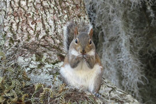 Beautiful american squirrel eating acorn in Florida nature, closeup