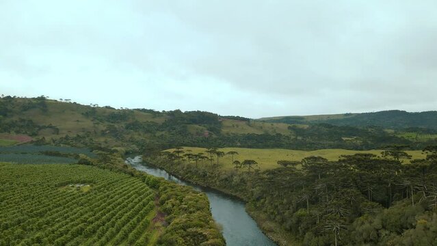 Flow of a River in Countryside, with Pine Trees Around, Plantations and Hills.