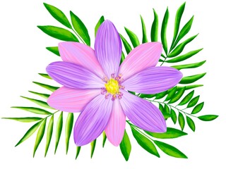 pink lily flower isolated