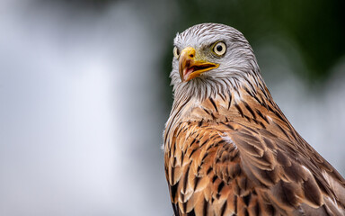 Red kite portrait