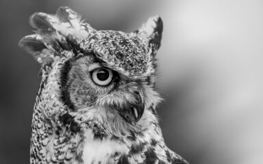 Horned owl portrait