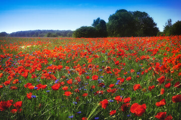 In spring with huge field of poppies 