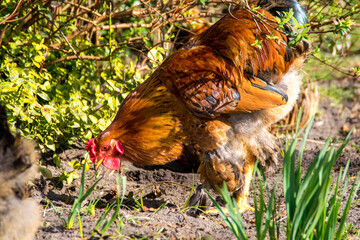 chicken in the grass