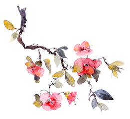 Watercolor blossom sakura branch