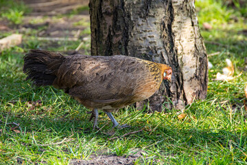 common pheasant in the grass