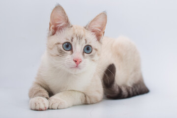 beautiful young British cat with blue eyes on a white background