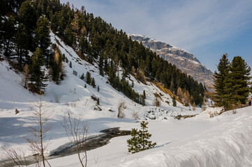 Val Roseg, Ova da Roseg, Rosegbach, Winterwanderweg, Langlauf, Langlaufloipe, Wald, Kutschenfahrt, Berninagruppe, Oberengadin, Piz Roseg, Gletscher, Alpen, Winter, Graubünden, Schweiz