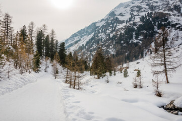 Val Roseg, Ova da Roseg, Rosegbach, Winterwanderweg, Langlauf, Langlaufloipe, Wald, Kutschenfahrt, Berninagruppe, Oberengadin, Piz Roseg, Gletscher, Alpen, Winter, Graubünden, Schweiz