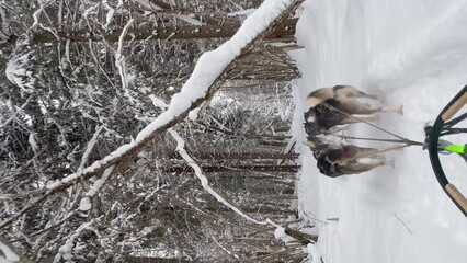 Sledding sports dogs Alaskan huskies quickly run forward on winter snowy forest road. First person view from sleigh. 4K footage for use on mobile devices. Fastest dogs in world. Team competes in race. - Powered by Adobe