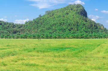 Yellow paddy or rice field with background of green mountain and beautiful blue sky in Thailand upcountry