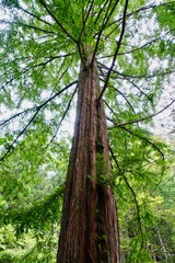 杉の木を見上げる