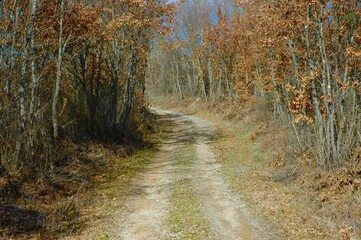 Walk in the Sienese woods in winter. Chiusdino, Siena, Tuscany 