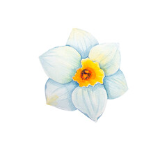 Obraz na płótnie Canvas Narcissus watercolor illustrations on a white background