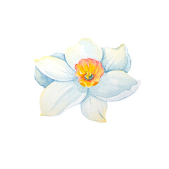 Narcissus watercolor illustrations on a white background