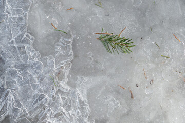 A piece of a twig of pine needles frozen in ice.