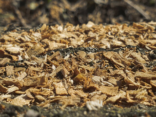 Yellow sawdust of trees scattered on the ground on a sunny day