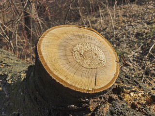 A stump with a beautiful pattern on a sunny day