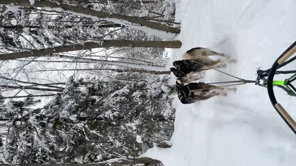 Sledding sports dogs Alaskan huskies quickly run forward on winter snowy forest road. First person view from sleigh. 4K footage for use on mobile devices. Fastest dogs in world. Team competes in race. - Powered by Adobe
