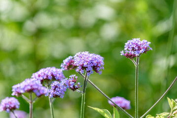 青紫色の三尺バーベナの花
