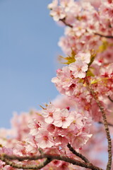 河津桜が咲く季節