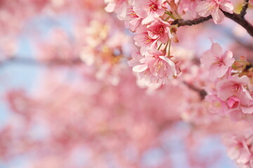 Obraz premium 春の日差しを浴びて