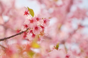 早い春を喜ぶ桜