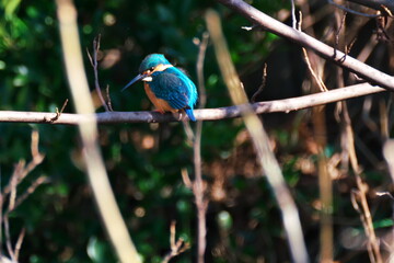 カワセミと水辺の風景