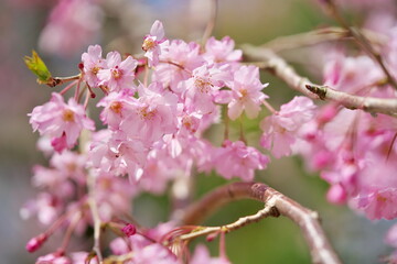 Fototapeta na wymiar 日本庭園に映える桜