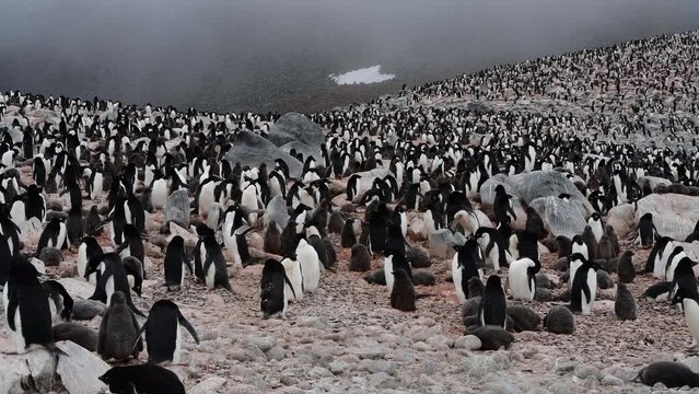 Adelie Penguins colony in Antarctica