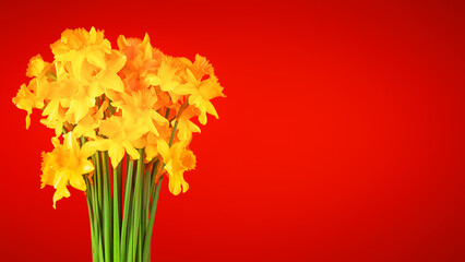 Bouquet of yellow daffodils on a red background, front view, copy space, soft focus. Template for greeting card on Easter, March 8, Women's Day, Valentine 's Day.