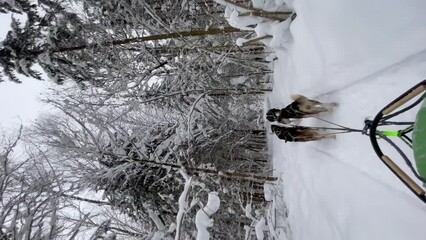 Sledding sports dogs Alaskan huskies quickly run forward on winter snowy forest road. First person view from sleigh. 4K footage for use on mobile devices. Fastest dogs in world. Team competes in race. - Powered by Adobe