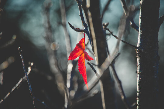 red leaves