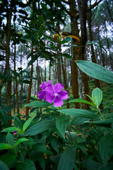 beautiful tibouchina flowers grow fresh in the mountains