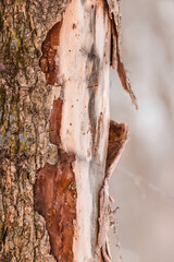 Detail of a Tree trunk with bark scraped