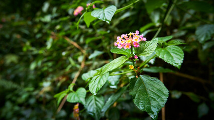 West Indian Lantana Plant Verbena Flower growing fresh in the mountains