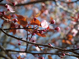 Bourgon de cerisier rose en fleur