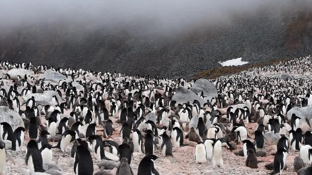 Adelie Penguins colony in Antarctica