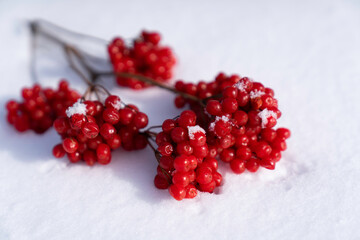 branch with guelder rose berries lies on white snow