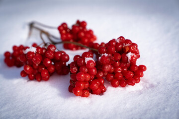 red currants on a snow