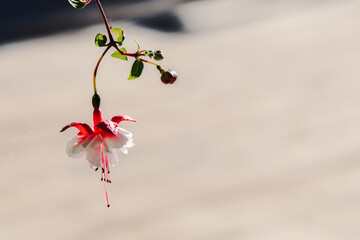 One red and white fuchsia flower that bloom upside down against a blurred summer backdrop