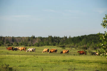 A row of cattle walking single file through a green pasture in a summer countryside landscape
