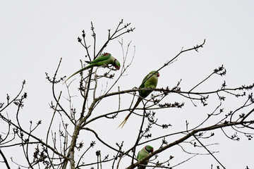 Parakeets on the tree