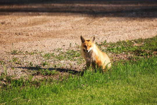 A Pretty Orange Fox Sitting On The Grass Looking At The Camera In A Summer Landscape